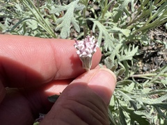 Chaenactis thompsonii