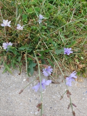Cichorium intybus