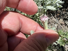 Chaenactis thompsonii