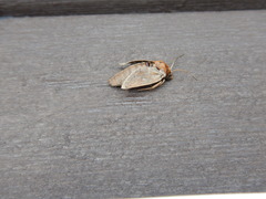 Xestia aequaeva