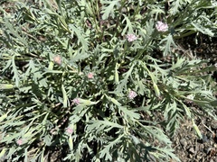 Chaenactis thompsonii