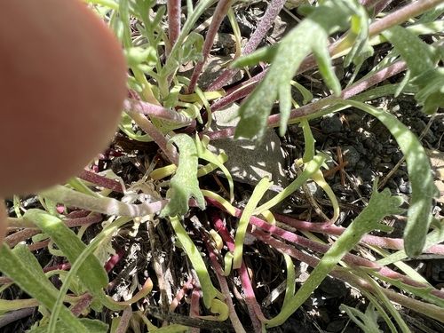 Image of Chaenactis thompsonii by no rights reserved