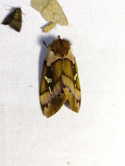 Dirphiopsis picturata