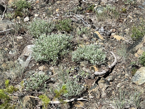 Image of Chaenactis thompsonii by no rights reserved