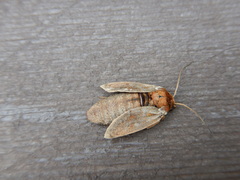 Xestia aequaeva