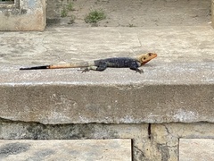 Agama