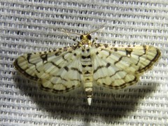 Hileithia rehamalis