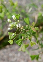 Capsella bursa-pastoris