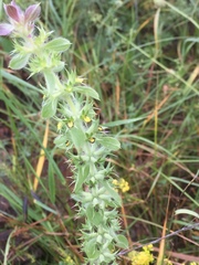 Sideritis montana