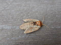 Xestia aequaeva