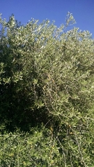 Magnoliopsida