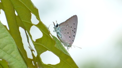Pseudolycaena
