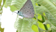 Pseudolycaena
