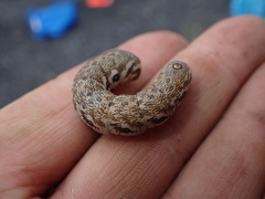 Proserpinus proserpina