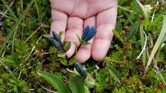 Gentiana glauca