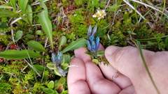Gentiana glauca