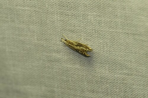 Marbled Grass-veneer, 5694 Breugel, Nederland, photo 5 of 10