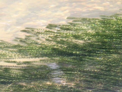 Hydrilla verticillata