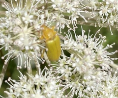 Cteniopus sulphureus