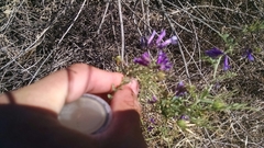 Vicia villosa