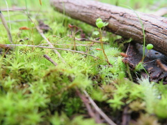 Bartramia nothostricta