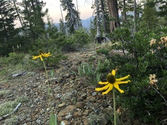 Rudbeckia glaucescens