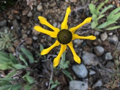 Rudbeckia glaucescens