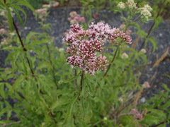 Eupatorium cannabinum