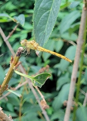 Sympetrum meridionale