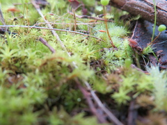 Bartramia nothostricta