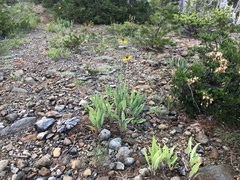 Rudbeckia glaucescens