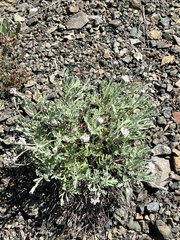 Chaenactis thompsonii