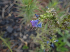Echium vulgare
