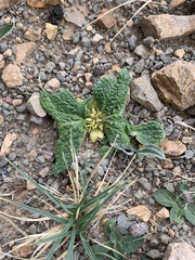 Phlomoides rotata