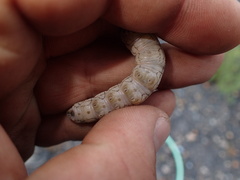 Proserpinus proserpina