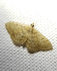 Anania quebecensis