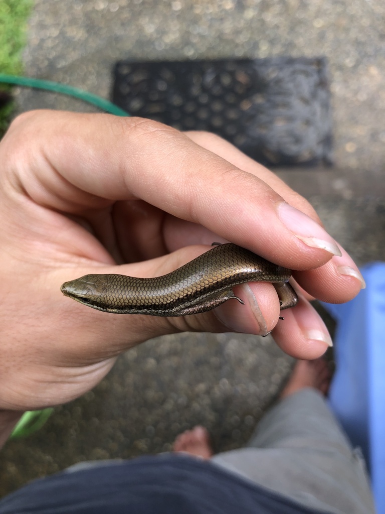 Lesser Windward Skink