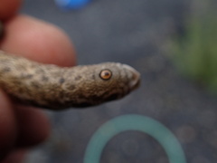 Proserpinus proserpina