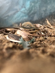 Copeoglossum aurae