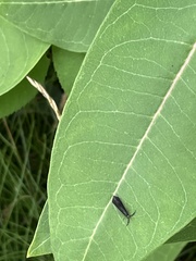 Dichomeris nonstrigella