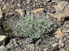 Chaenactis thompsonii