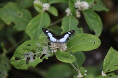 Thisbe irenea