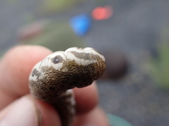 Proserpinus proserpina