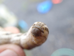 Proserpinus proserpina