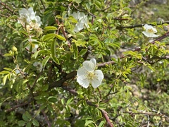 Rosa sericea