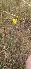 Hieracium sabaudum