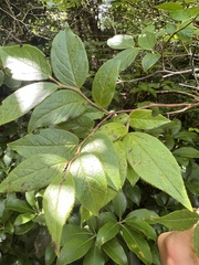 Vaccinium erythrocarpum