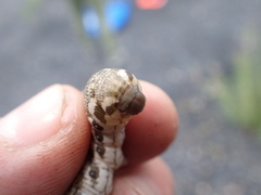 Proserpinus proserpina