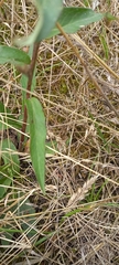 Hieracium sabaudum