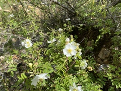 Rosa sericea